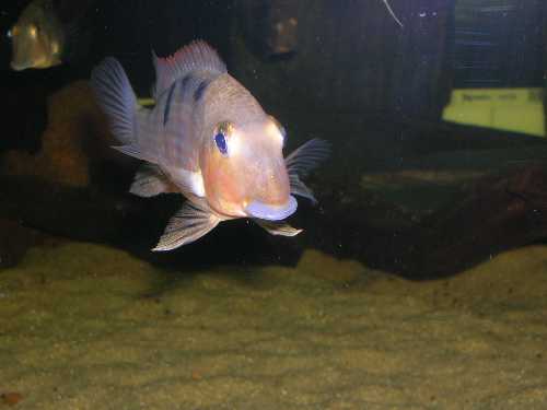 Geophagus crassilabris mâle