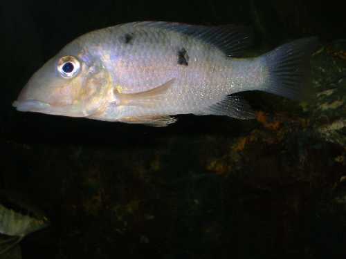 Geophagus crassilabris femelle