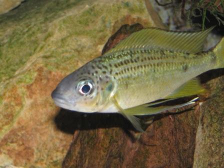 008 mâle ophthalmotilapia nasuta chimba.JPG