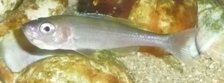 cypri femelle incub 6.jpg