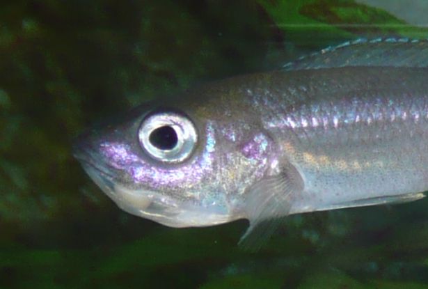 cypri femelle incub 7.jpg