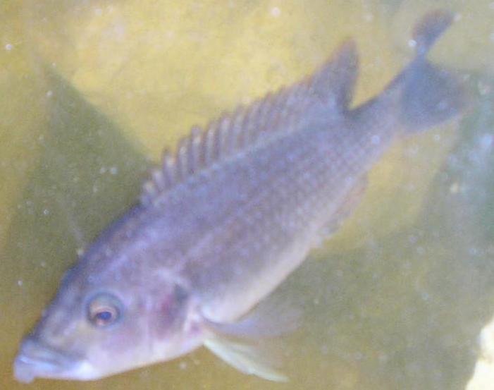 labrosus 3.JPG