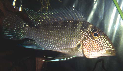 juru.jpg