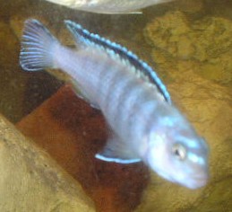 Ornatus mâle F0.jpg