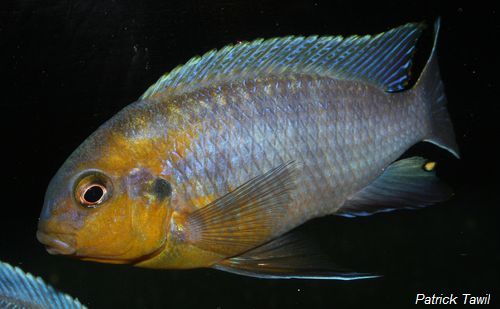 Tropheops sp. lilac Chidunga Rocks.jpg