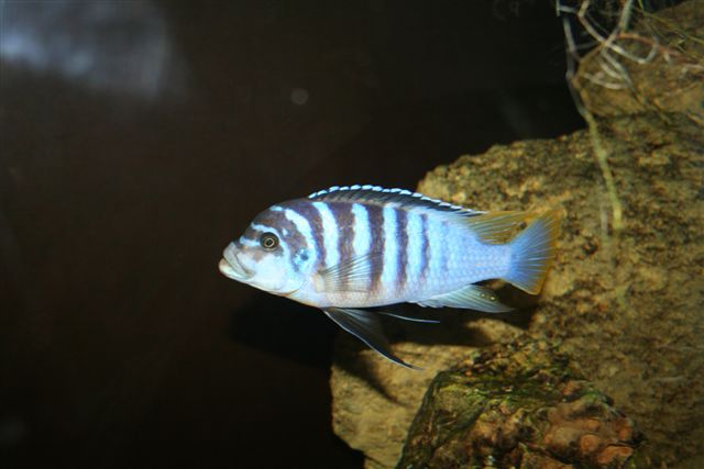 Maylandia Zebra Chilumba Luwino reef adulte !!!