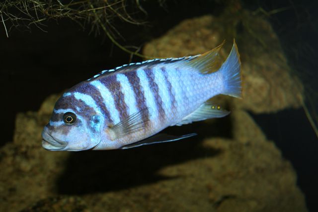 h42 311008 018.jpg