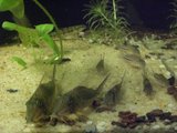 Plusieurs Corydoras