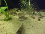 C.aff julii