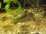 C. aff julii avec C. amapaensis