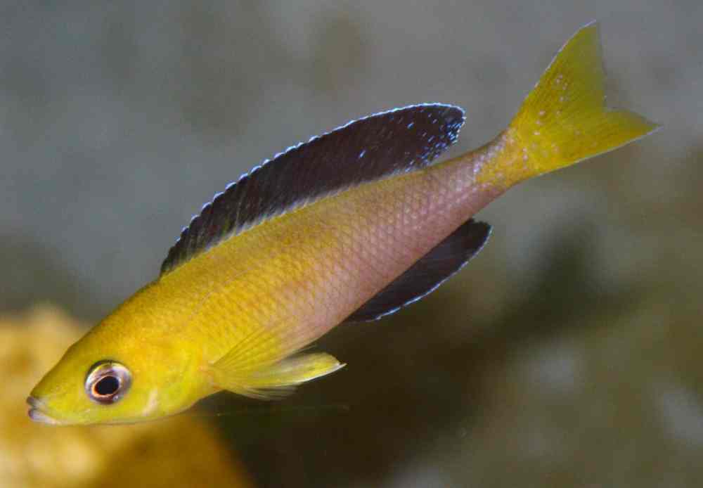 Cyprichromis jumbo Kekese