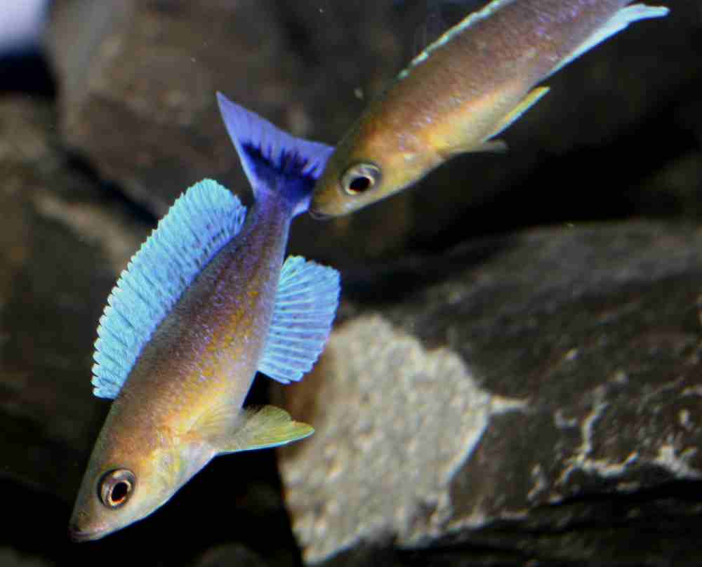 Cyrpichromis jumbo Livua