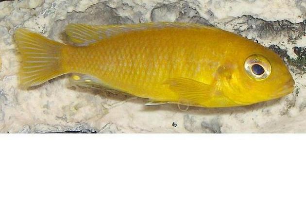 ici je pensais a un Pseudotropheus heteropictus Chizumulu mais le sexe ???