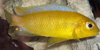 je pensais à un Pseudotropheus heteropictus Chizumulu mais male ou femelle?