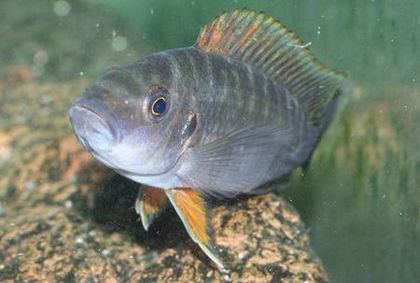 P. fasciolatus Burundi.jpg