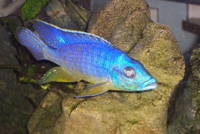 Male