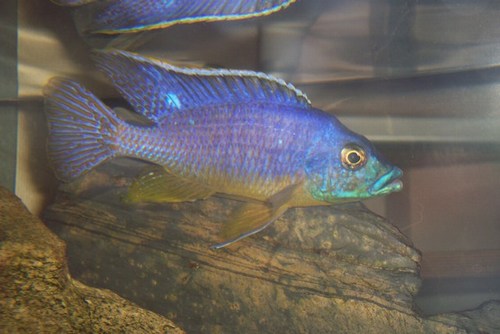 Male