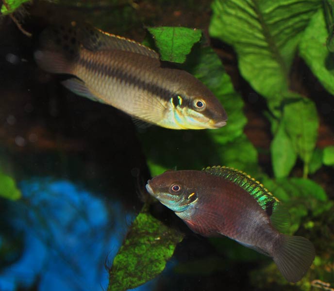 couple