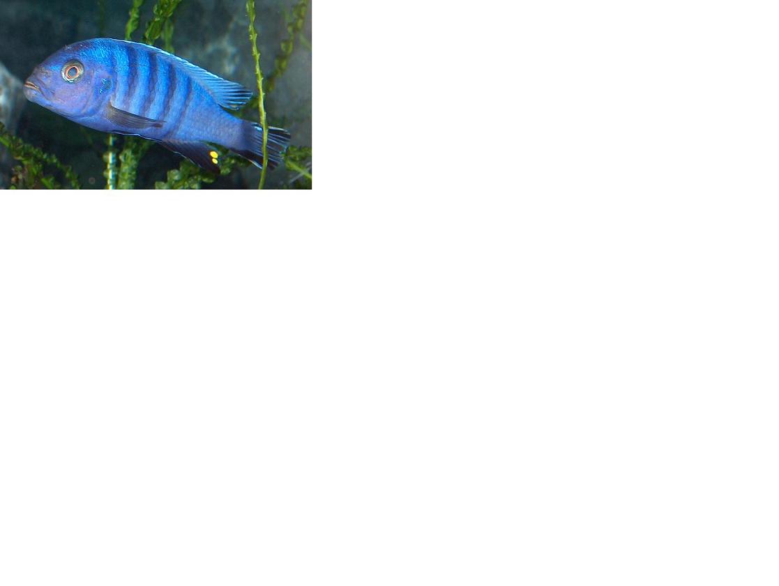 Mon pulpican.jpg