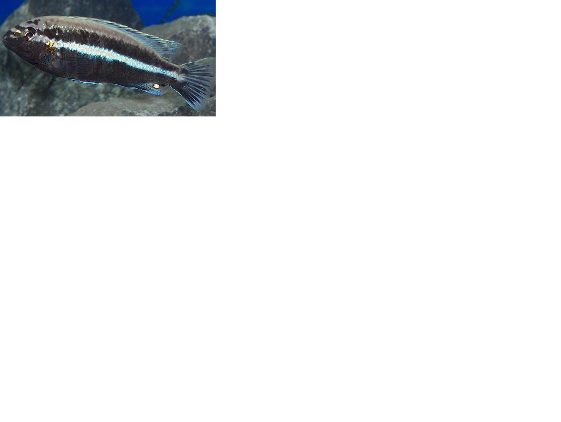 Mon auratus.jpg