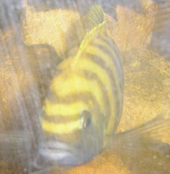 zebra gomld kawanga