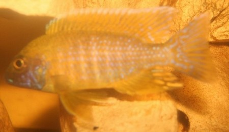 aulonocara baenschi benga