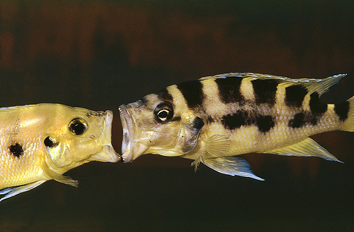 Neolamprologus sexfasciatus.
<br />
<br />:gold: