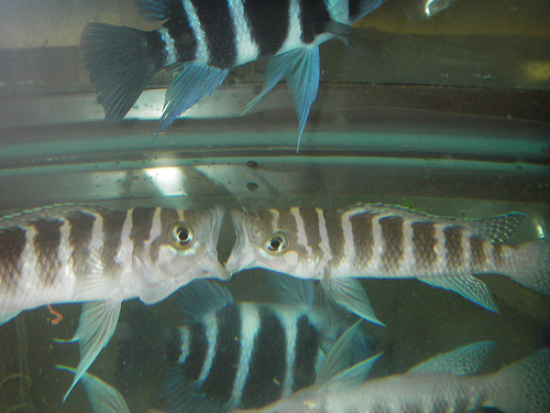 Neolaprologus cylindricus.
<br />
<br />:gold: