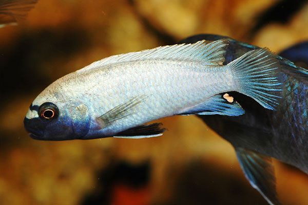 Pseudotropheus "Polit" Lion's Cove mâle sauvage