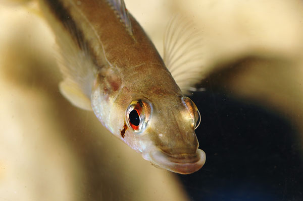 pike.jpg