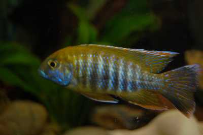 poisson 4.jpg