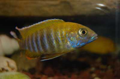 poisson 10.jpg