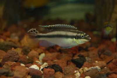 poisson 8.jpg