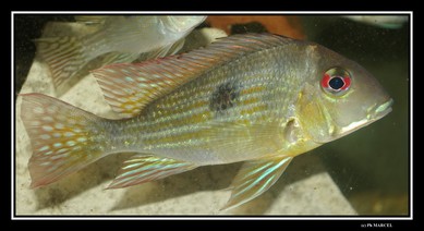 Geophagus sp 'Petit saut'