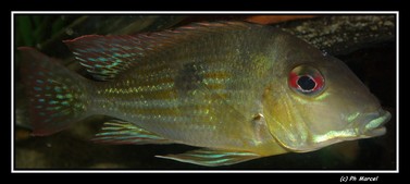 Geophagus sp 'Petit saut'