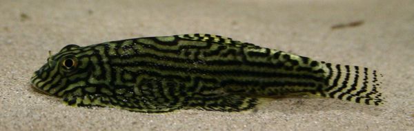 Not a Cichlid but also nice