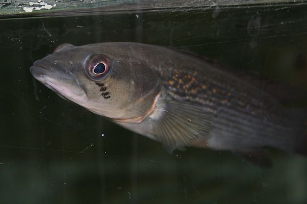One of the first fish I saw