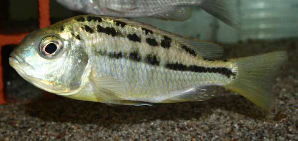 Protomelas triaenodon.jpg