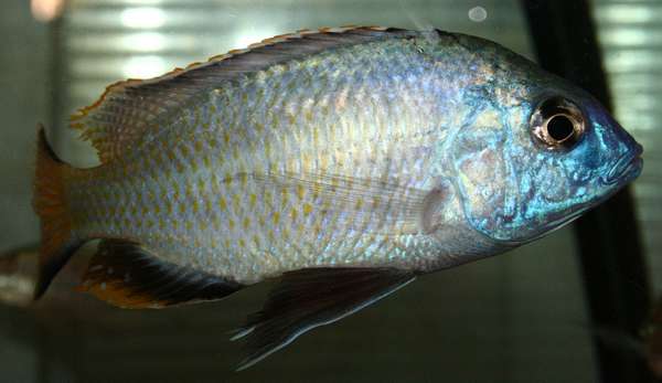 Protomelas triaenodon3.jpg