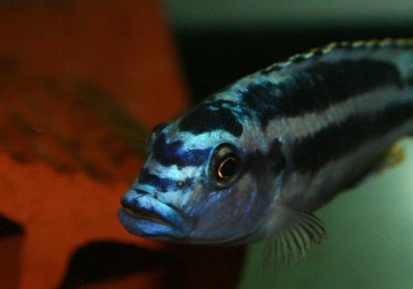 northen blue.jpg