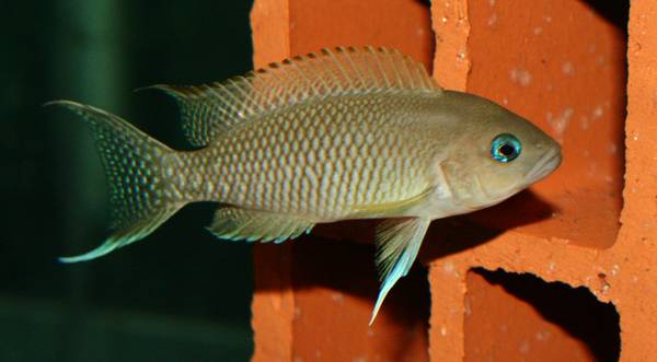 maruguensis.jpg