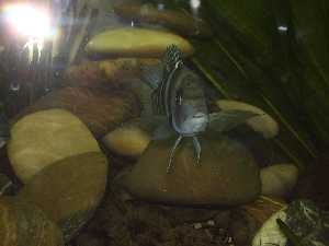 frontosa6.jpg