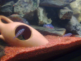 Pseudotropheus Lombardoi 6semaines (presque)