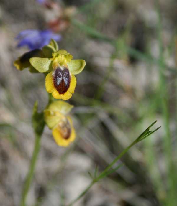 o.lutea.jpg