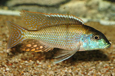 L. "Longipinnis Ntekete" mâle F1