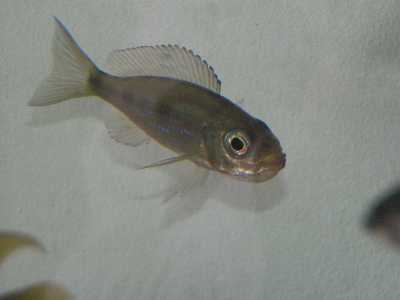 femelle aulonacranus.jpg