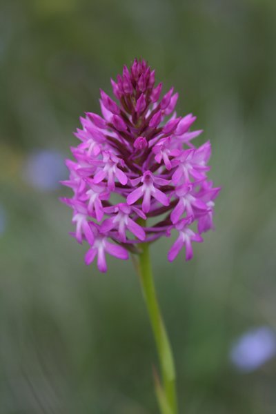 Anacamptis pyramidalis