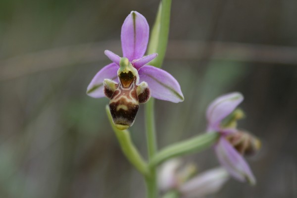 Ophrys scolopax