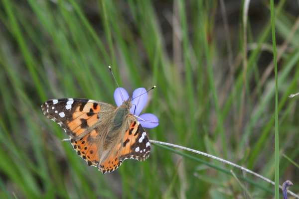 Vanessa cardui