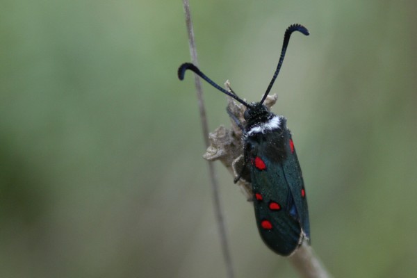 Zygaena lavandulae